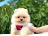 Teacup Krem Pomerani̇an