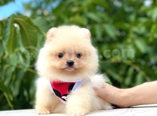 Teacup Krem Pomerani̇an görsel