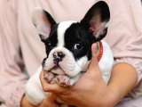 Mükemmel Kalitede Siyah Beyaz French Bulldog