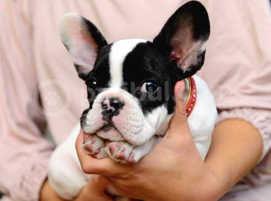 Mükemmel Kalitede Siyah Beyaz French Bulldog görsel