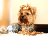 Mikrocipli Secereli Yorkshire Terrier Yavrularımız