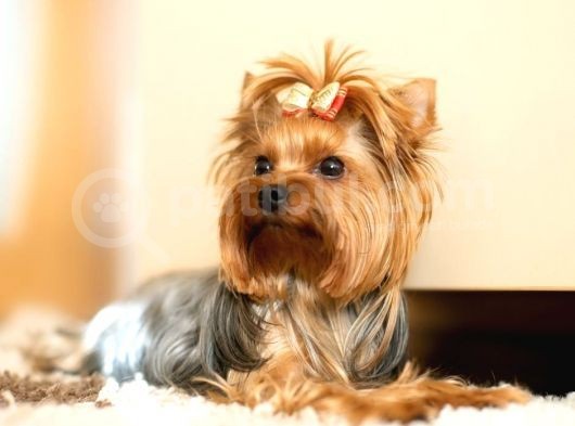 Mikrocipli Secereli Yorkshire Terrier Yavrularımız görsel