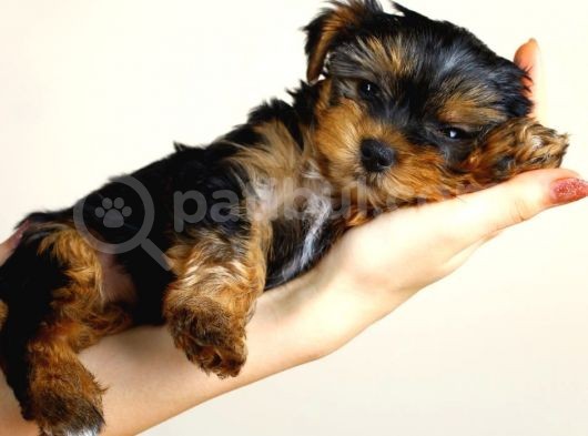 Mikrocipli Secereli Yorkshire Terrier Yavrularımız