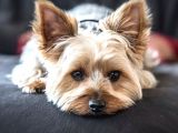 Mikrocipli Secereli Yorkshire Terrier Yavrularımız