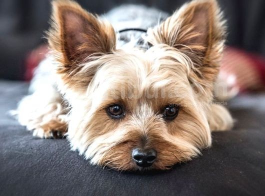 Mikrocipli Secereli Yorkshire Terrier Yavrularımız görsel