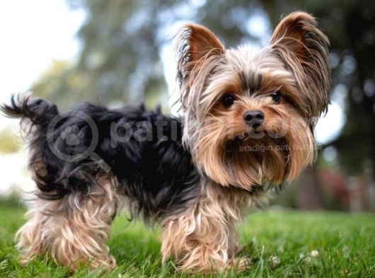 Mikrocipli Secereli Yorkshire Terrier Yavrularımız görsel