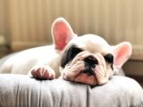 Mükemmel Kalitede Siyah Beyaz French Bulldog