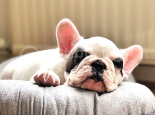 Mükemmel Kalitede Siyah Beyaz French Bulldog