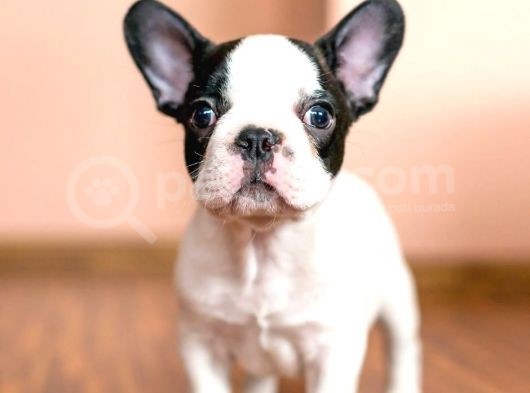Mükemmel Kalitede Siyah Beyaz French Bulldog görsel