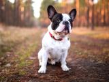 Mükemmel Kalitede Siyah Beyaz French Bulldog