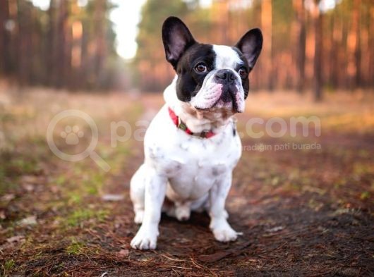 Mükemmel Kalitede Siyah Beyaz French Bulldog görsel