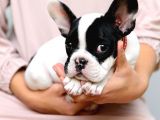 Mükemmel Kalitede Siyah Beyaz French Bulldog