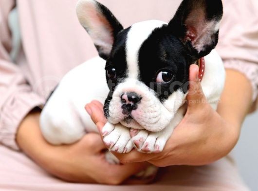 Mükemmel Kalitede Siyah Beyaz French Bulldog görsel