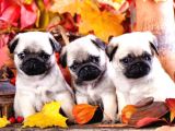 Secereli Mikrocipli 2 Aylık Pug Yavrularımız