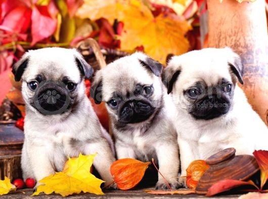 Secereli Mikrocipli 2 Aylık Pug Yavrularımız