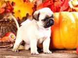 Secereli Mikrocipli 2 Aylık Pug Yavrularımız