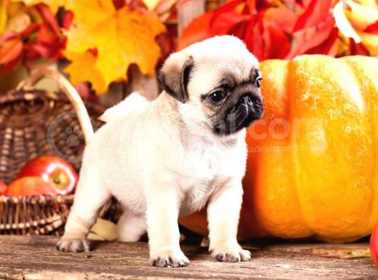 Secereli Mikrocipli 2 Aylık Pug Yavrularımız görsel