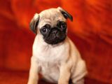 Secereli Mikrocipli 2 Aylık Pug Yavrularımız
