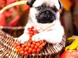 Secereli Mikrocipli 2 Aylık Pug Yavrularımız
