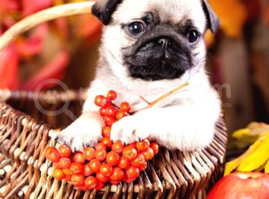 Secereli Mikrocipli 2 Aylık Pug Yavrularımız görsel