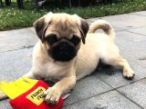 Secereli Mikrocipli 2 Aylık Pug Yavrularımız