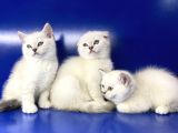 British Shorthair Dünyası