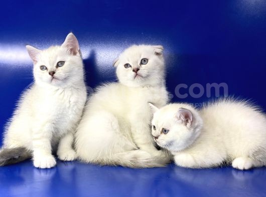 British Shorthair Dünyası görsel