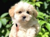 Dizayn Irk Maltıpoo