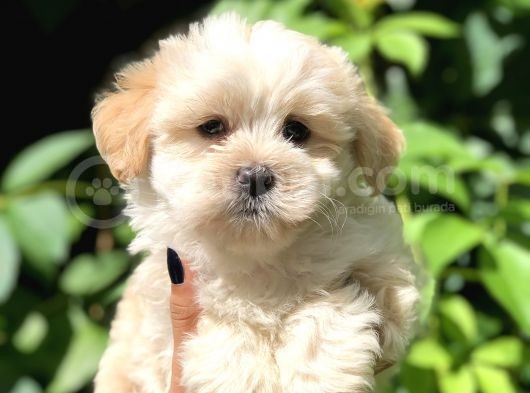 Dizayn Irk Maltıpoo görsel