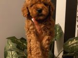 Redbrown Bebekler