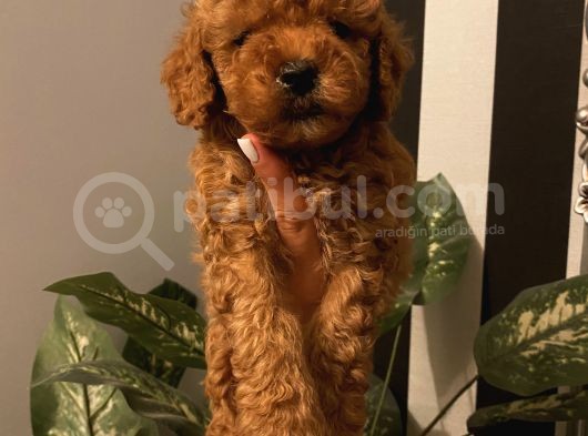 Redbrown Bebekler görsel