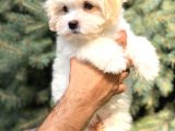 Orjinal Maltıpoo