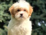 Etkileyici Güzellikteki Dizayn Irk Morkie Yavrumuz