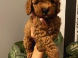 Redbrown Bebekler