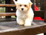 Orjinal Maltıpoo
