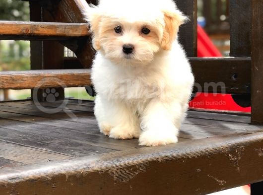 Orjinal Maltıpoo görsel