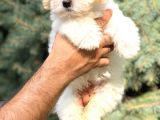 Orjinal Maltıpoo