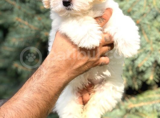 Orjinal Maltıpoo görsel