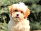 Etkileyici Güzellikteki Dizayn Irk Morkie Yavrumuz
