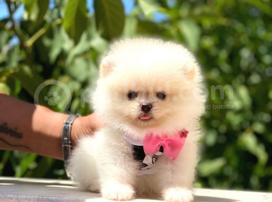 Ayı Surat Pomeranian görsel