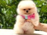 Pomerani̇an Üst Kali̇te Kizimiz