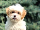 Etkileyici Güzellikteki Dizayn Irk Morkie Yavrumuz