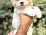 Orjinal Maltıpoo