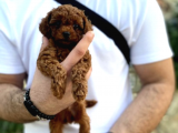 Show Kalite Erkek Dişi Toy Poodle