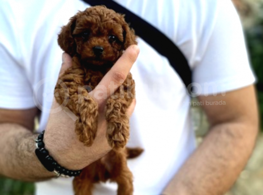 Show Kalite Erkek Dişi Toy Poodle