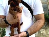 Show Kalite Erkek Dişi Toy Poodle