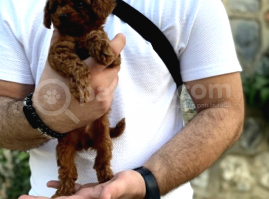 Show Kalite Erkek Dişi Toy Poodle görsel