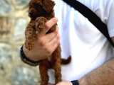 Show Kalite Erkek Dişi Toy Poodle