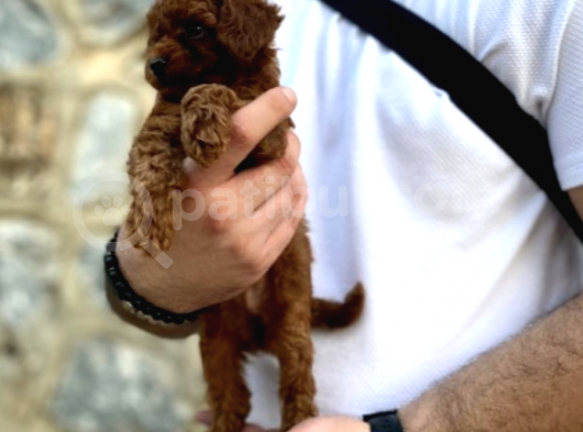 Show Kalite Erkek Dişi Toy Poodle görsel