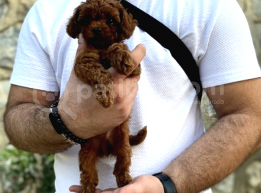 Show Kalite Erkek Dişi Toy Poodle görsel